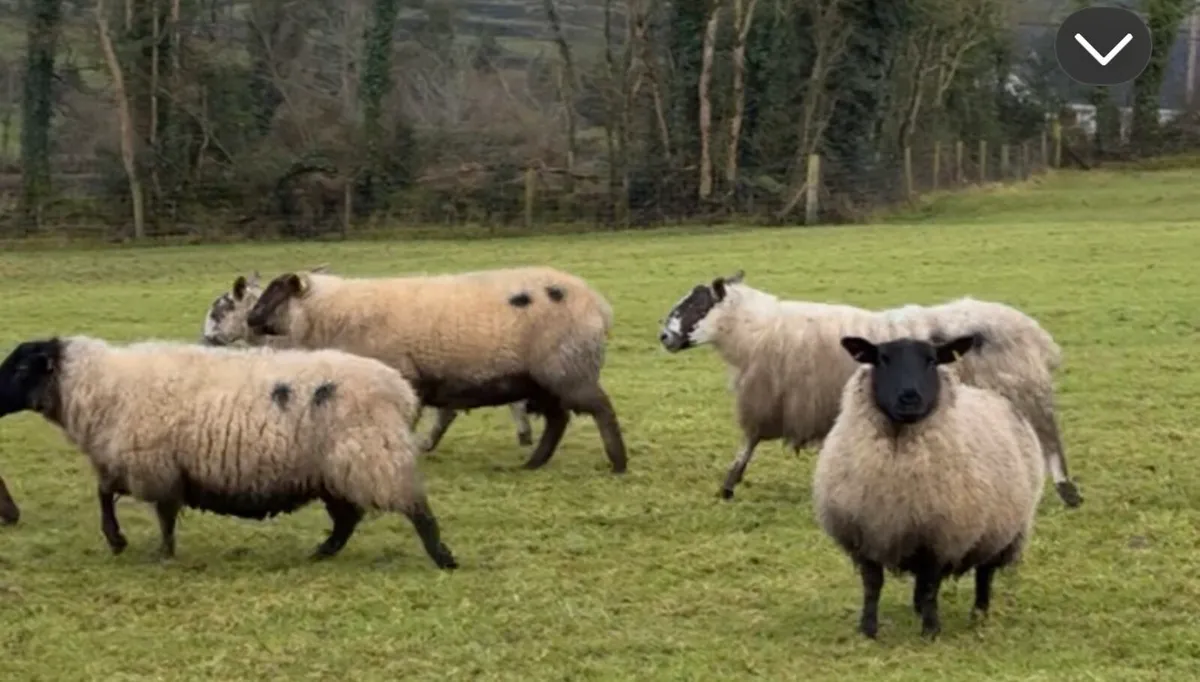 Inlamb ewes - Image 2