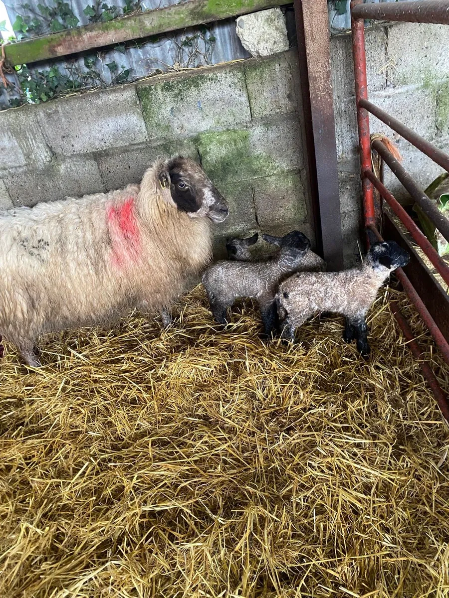 Ewe and 3 lambs - Image 1