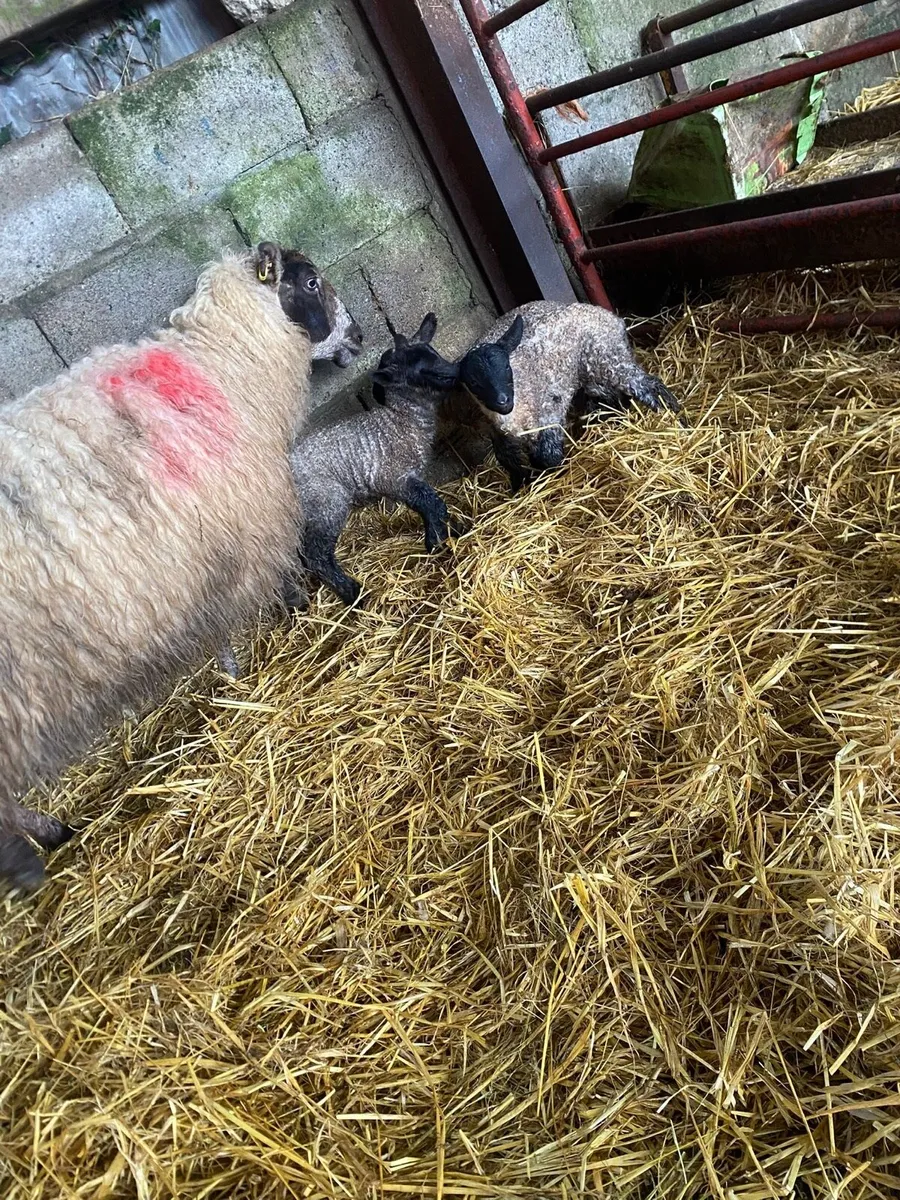 Ewe and 3 lambs - Image 2