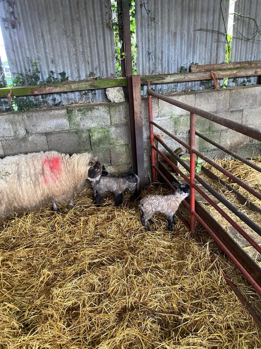 Ewe and 3 lambs - Image 3