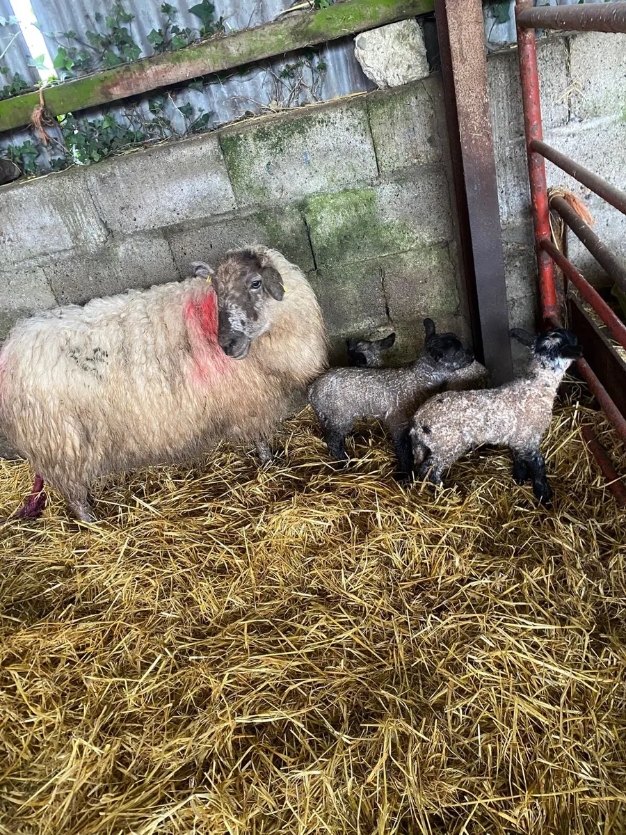 Ewe and 3 lambs - Image 4