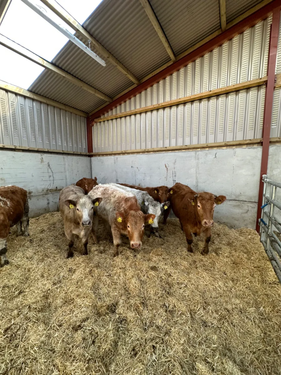 Charolais and lim stores heifers - Image 1