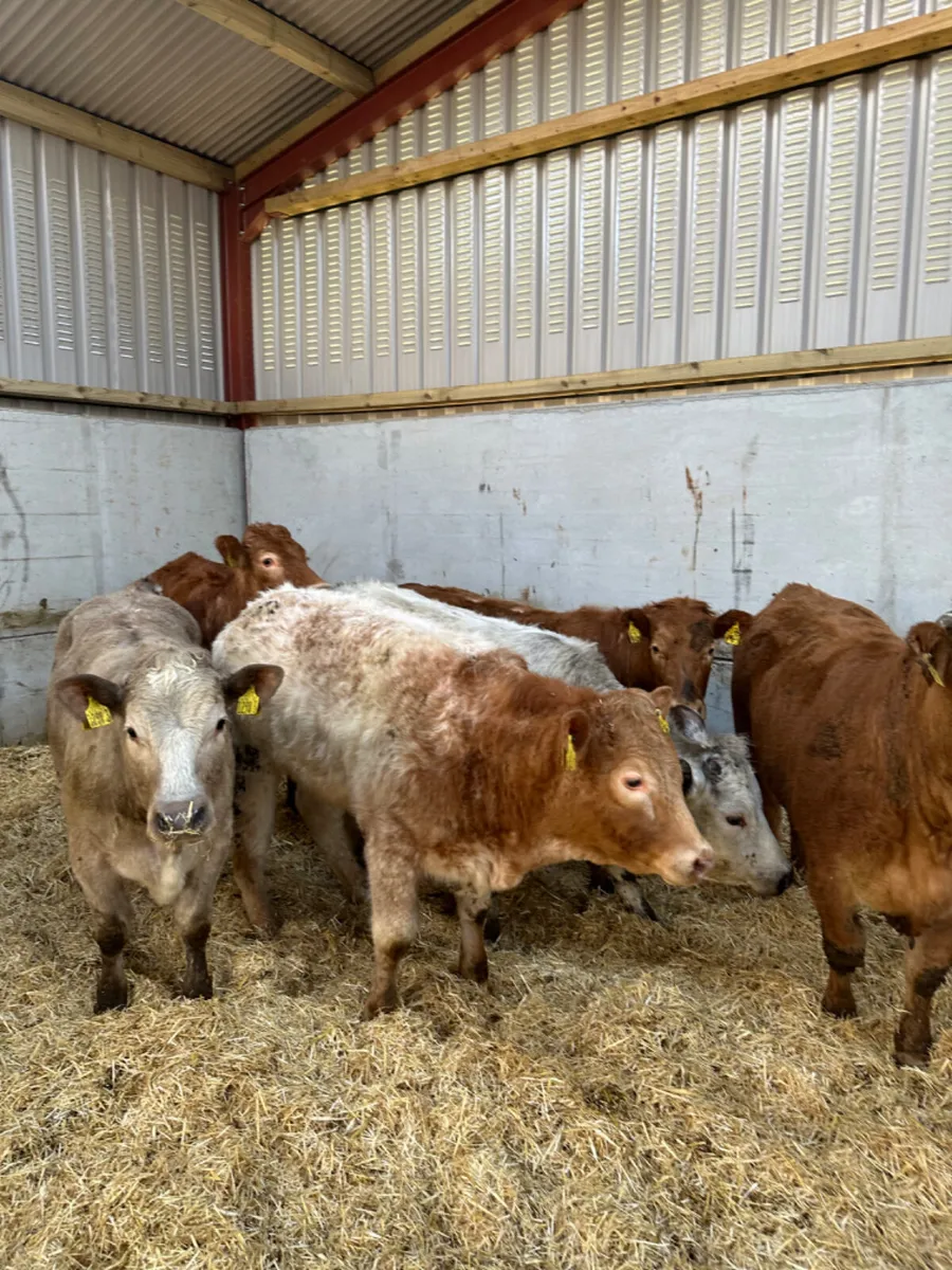 Charolais and lim stores heifers - Image 2