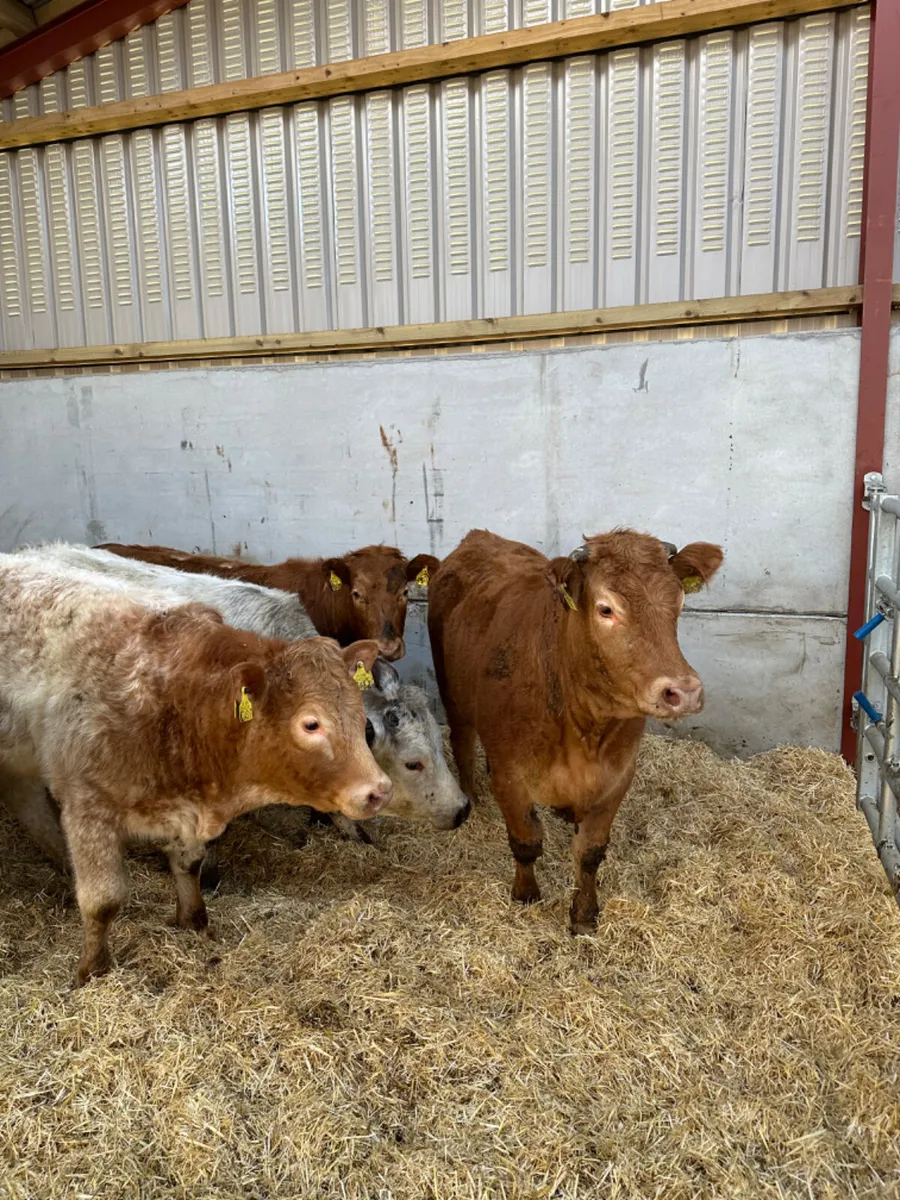 Charolais and lim stores heifers - Image 3