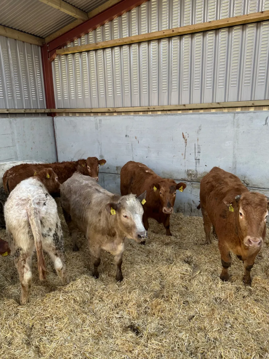 Charolais and lim stores heifers - Image 4