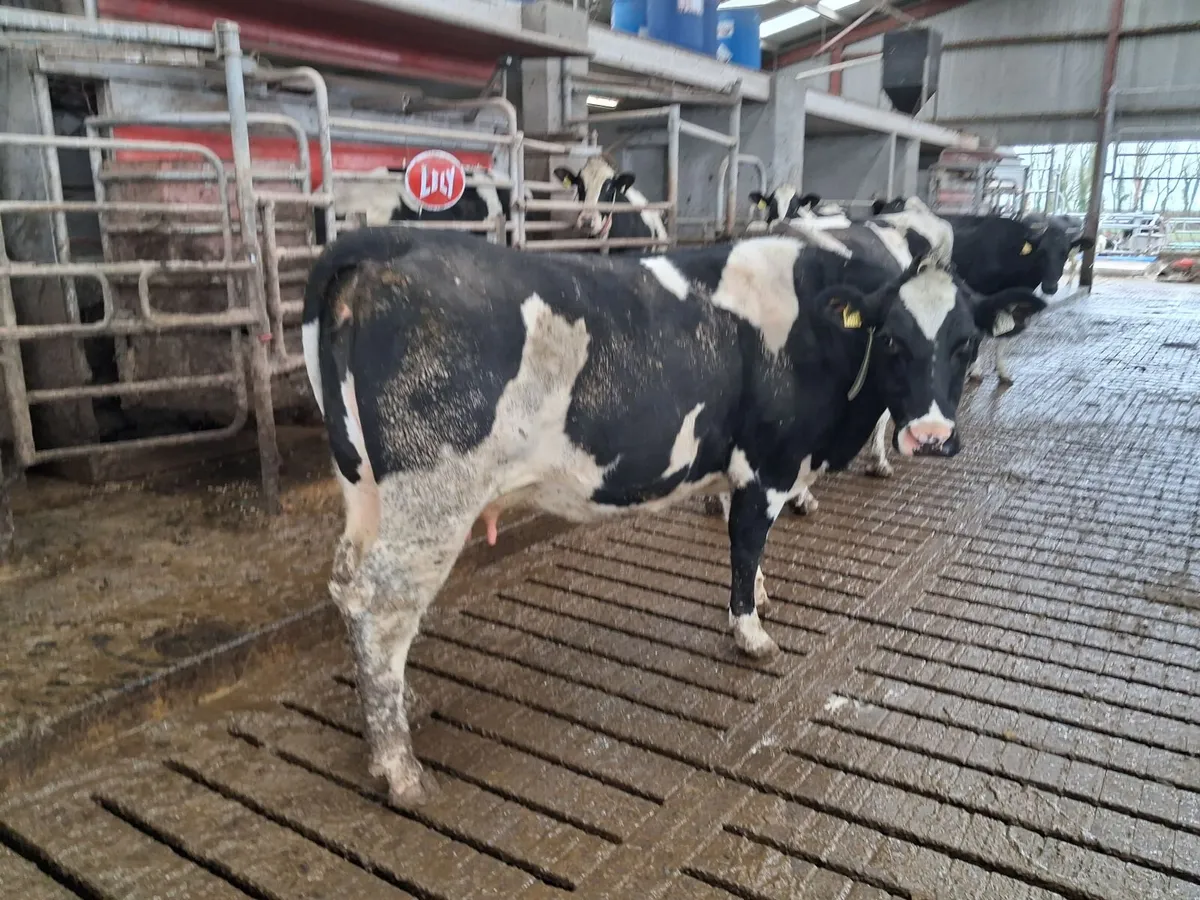 Organic Shorthorn x FRX 1st lactation cow - Image 3