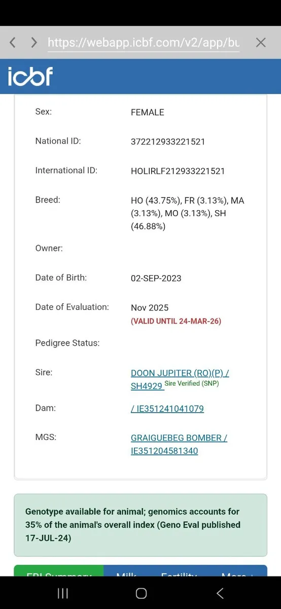 Organic Shorthorn x FRX 1st lactation cow - Image 2