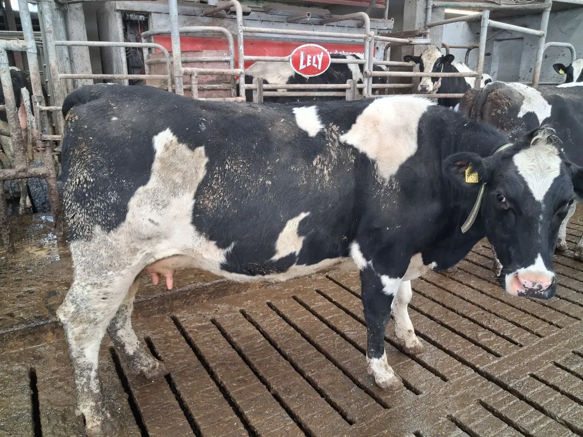 Organic Shorthorn x FRX 1st lactation cow - Image 4