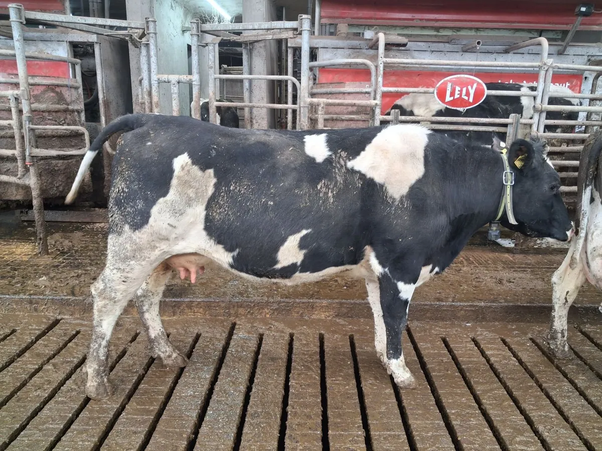 Organic Shorthorn x FRX 1st lactation cow - Image 1