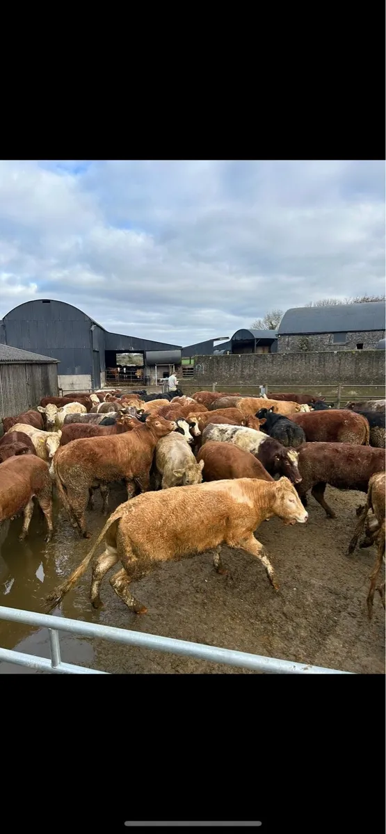 10 Organic Heavy Store Cattle - Ballinakill Mart - Image 1