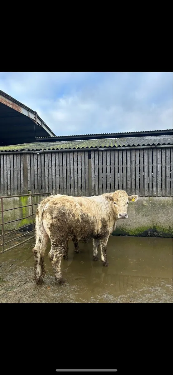 10 Organic Heavy Store Cattle - Ballinakill Mart - Image 2