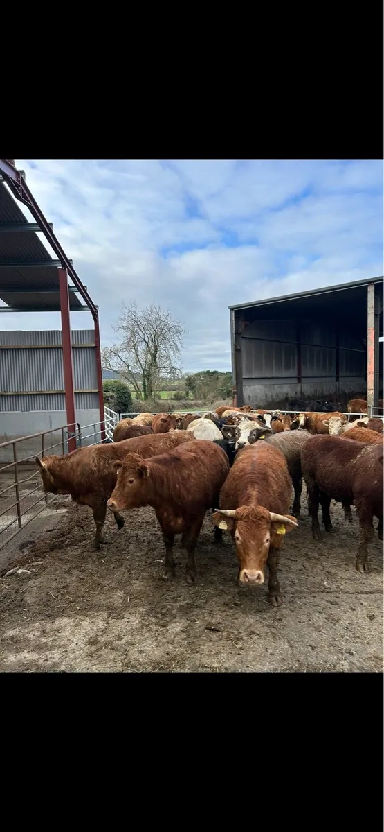 10 Organic Heavy Store Cattle - Ballinakill Mart - Image 4
