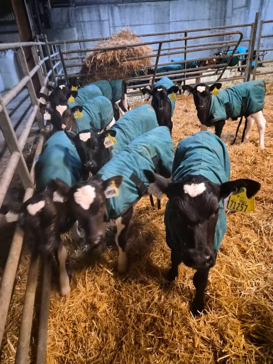 Frx and jex heifer calves - Image 1