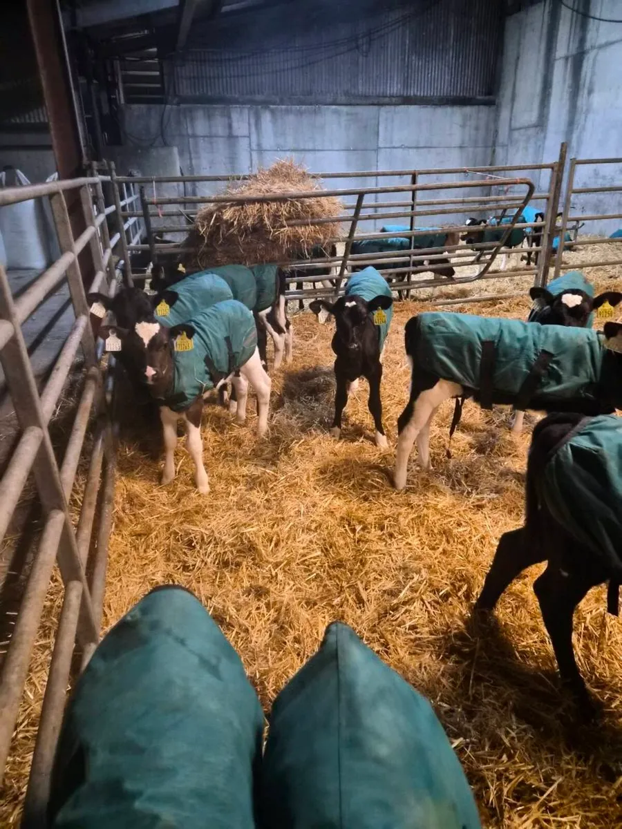 Frx and jex heifer calves - Image 2