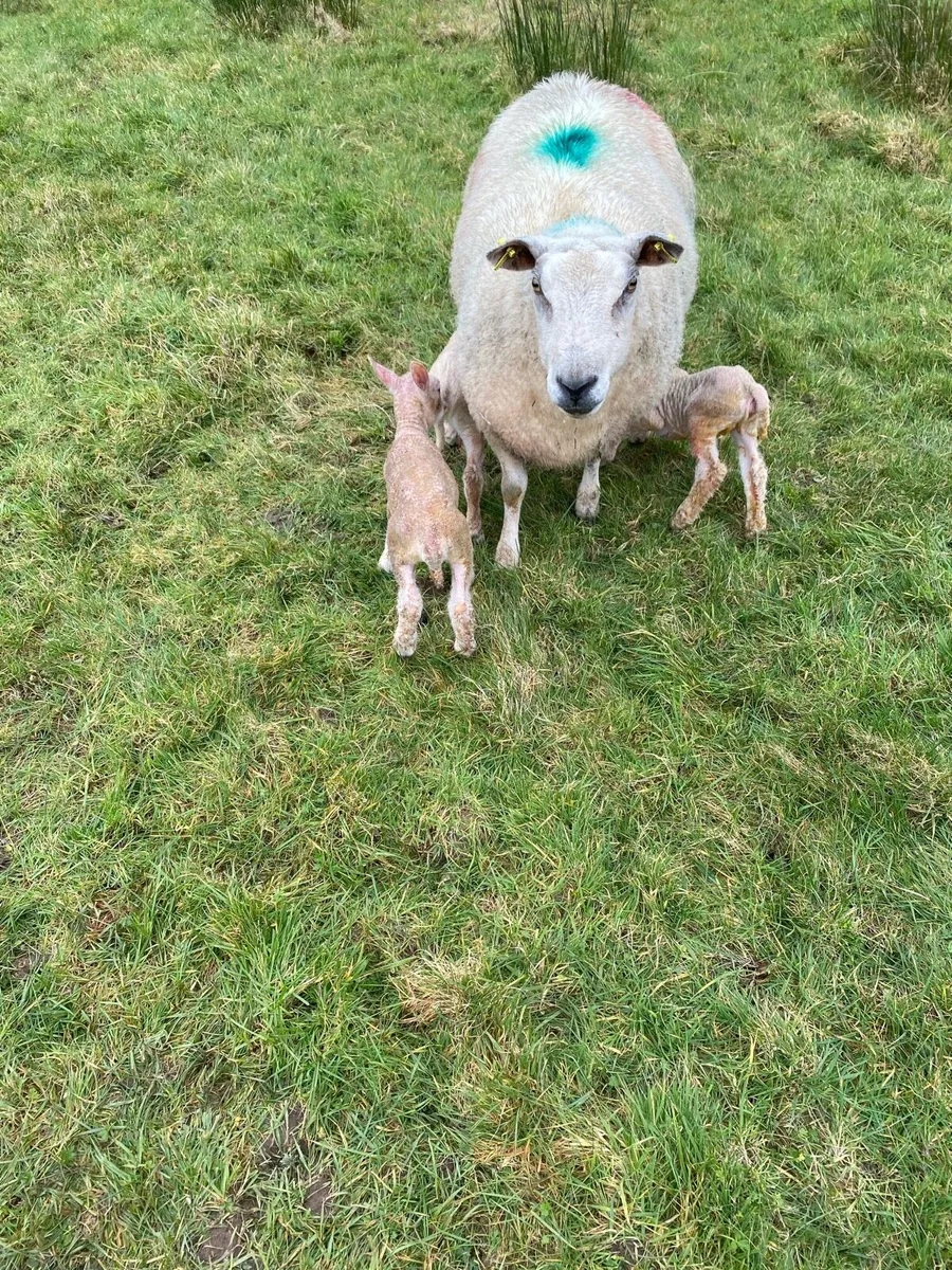 Pet lamb