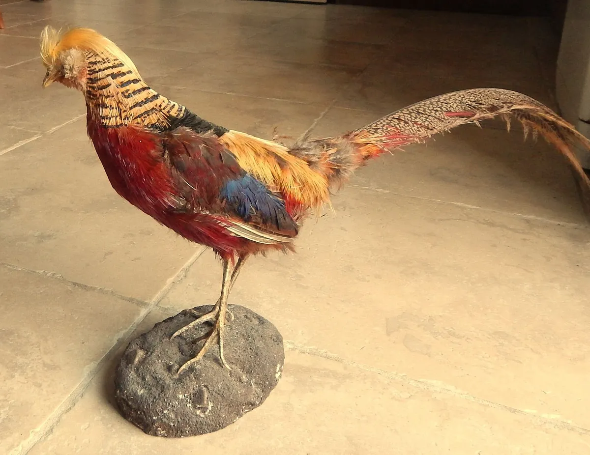 9. Vintage Taxidermy of Golden Pheasant - Image 1