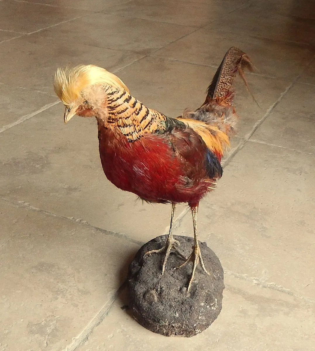 9. Vintage Taxidermy of Golden Pheasant - Image 2