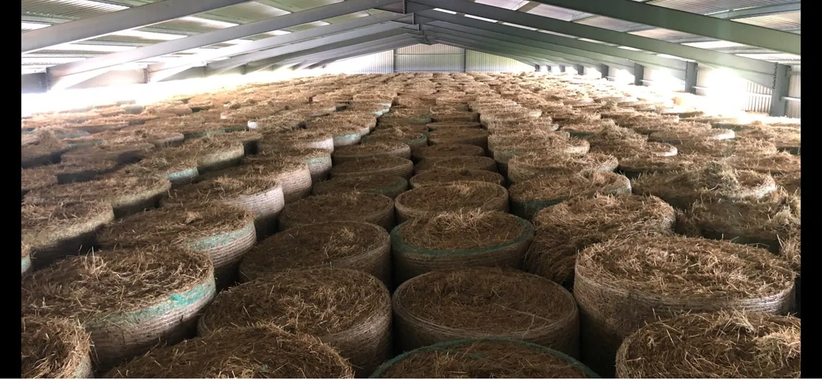 Top quality Hay for sale - Image 4