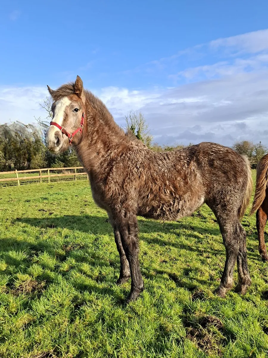 2 Quality Colts - Image 1