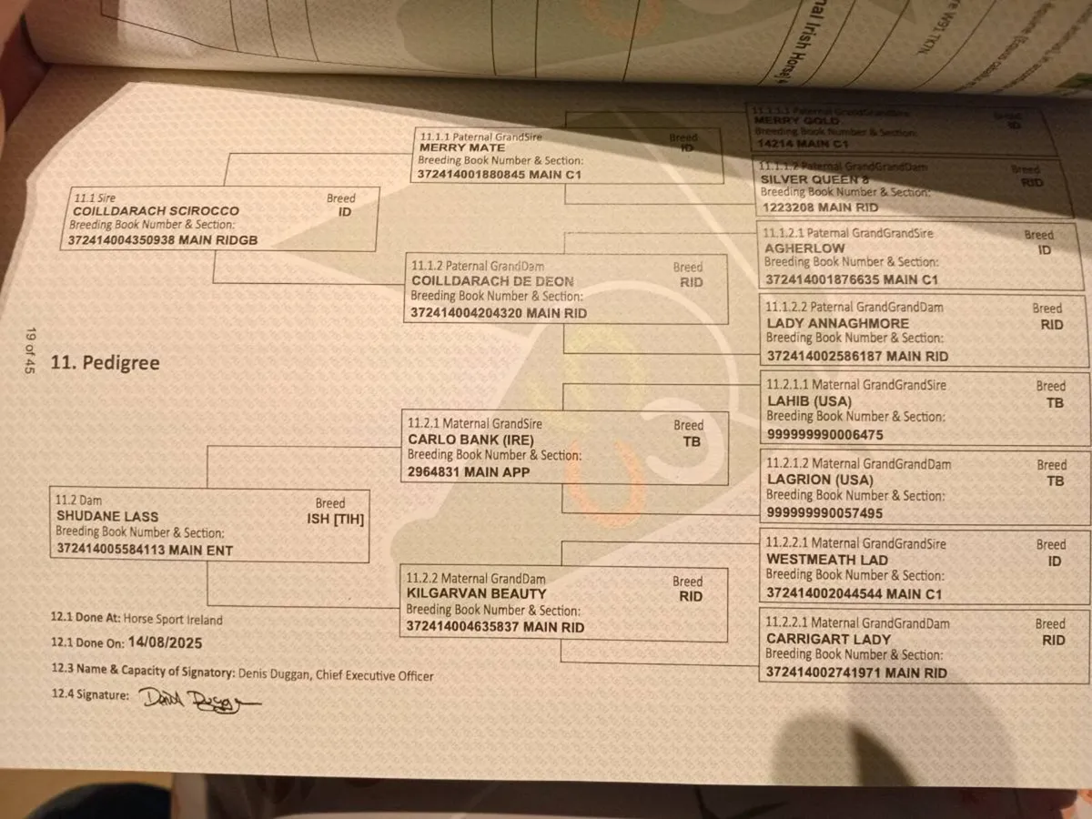 2 Quality Colts - Image 4