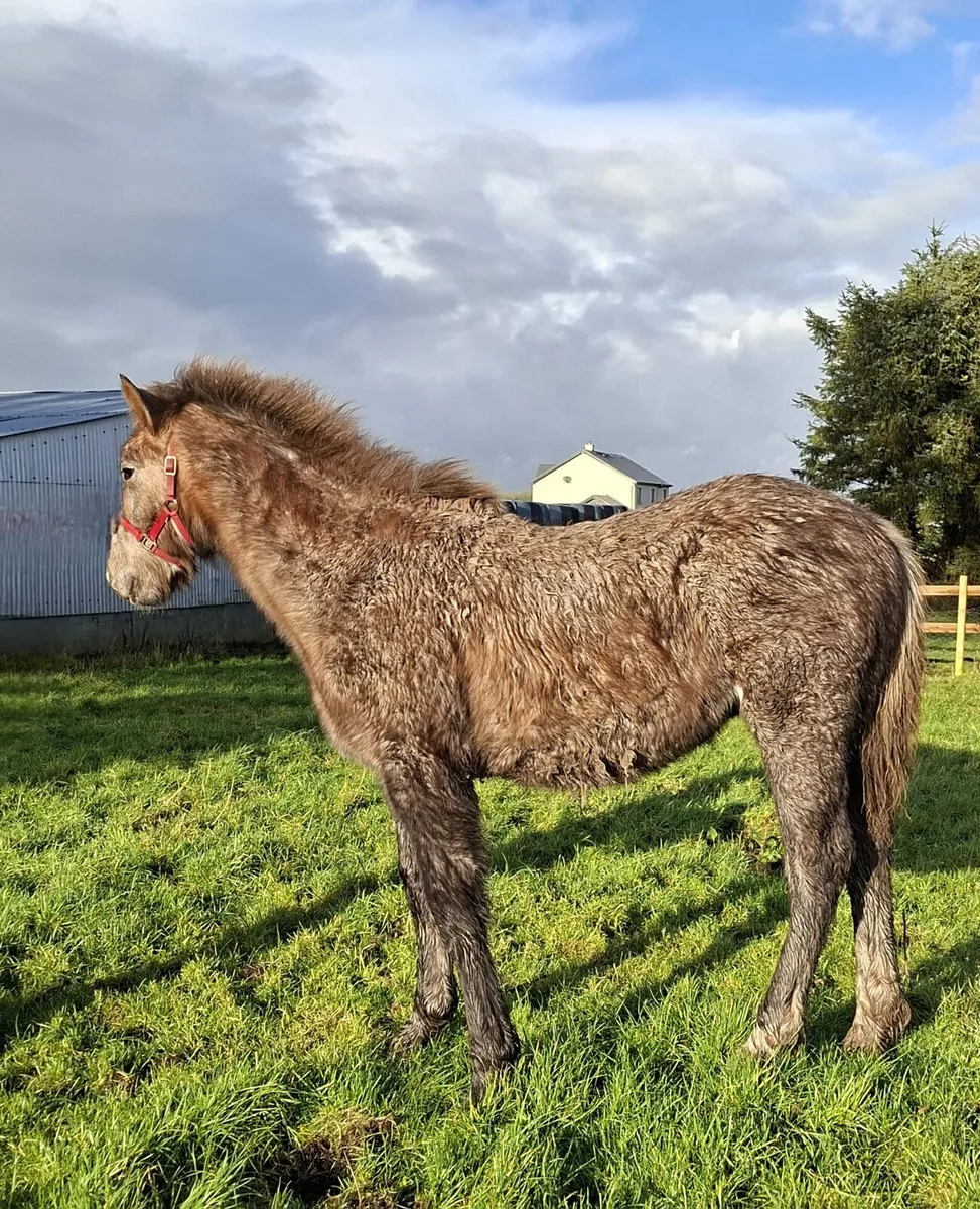 2 Quality Colts - Image 2