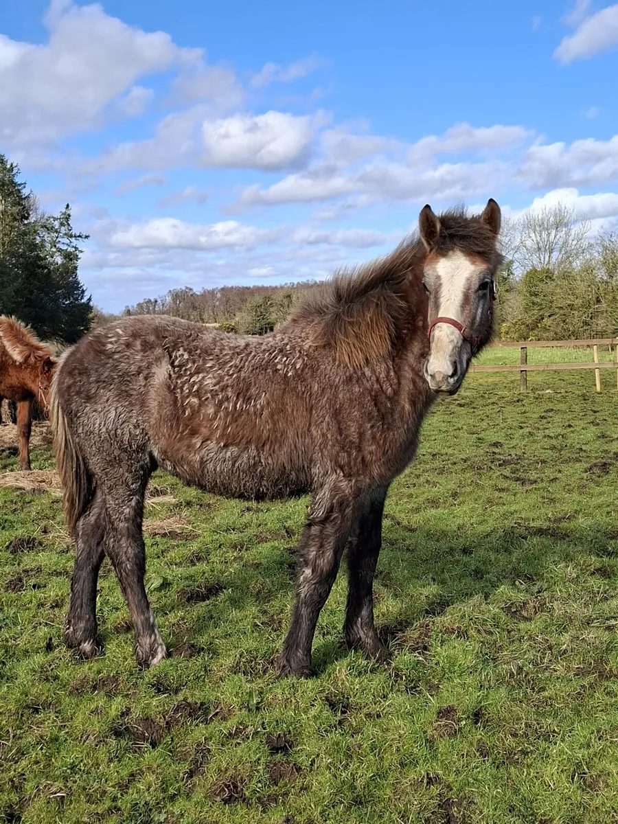 2 Quality Colts - Image 3