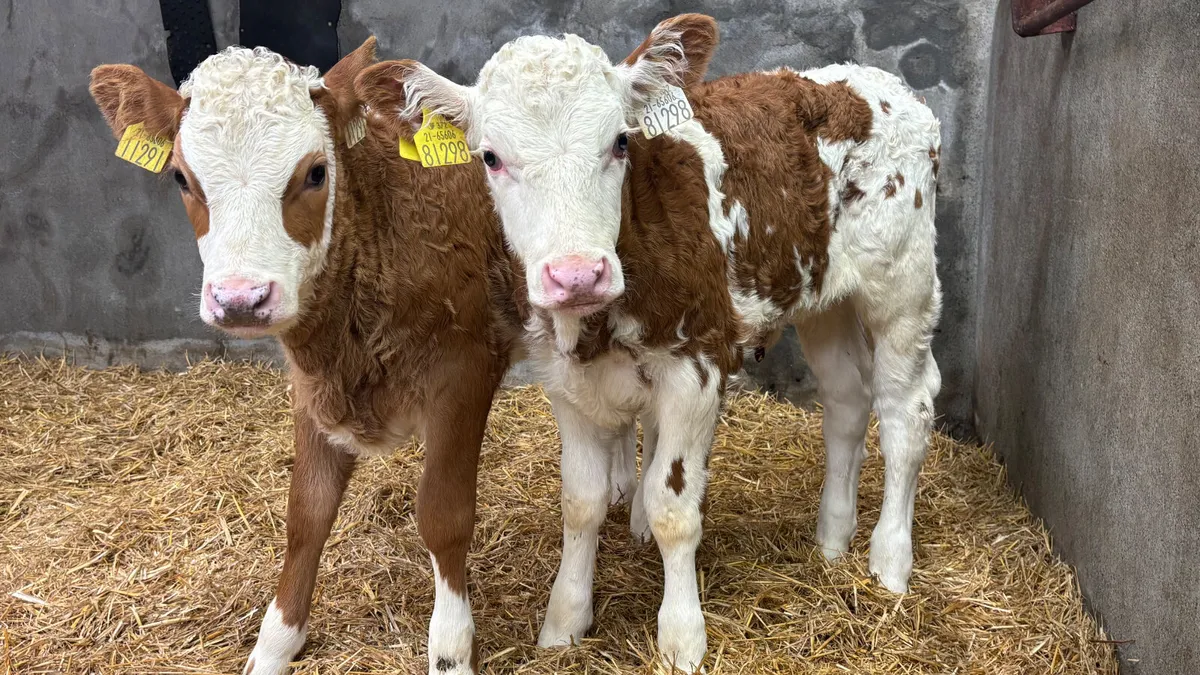 ⭐️ 2 Red Simmental Heifer Calves ⭐️ - Image 1