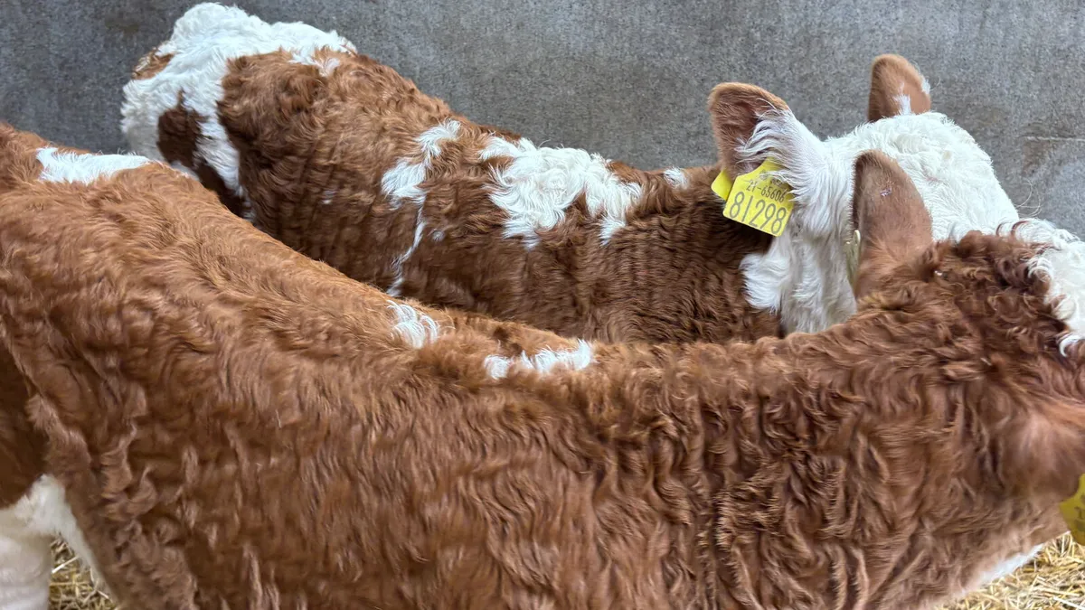 ⭐️ 2 Red Simmental Heifer Calves ⭐️ - Image 2