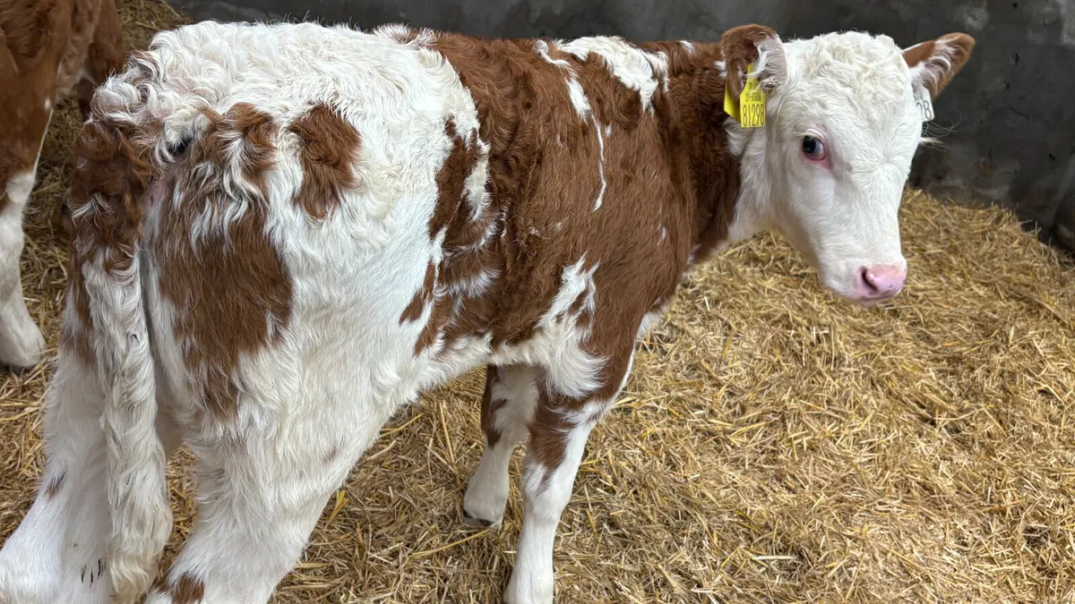 ⭐️ 2 Red Simmental Heifer Calves ⭐️ - Image 3