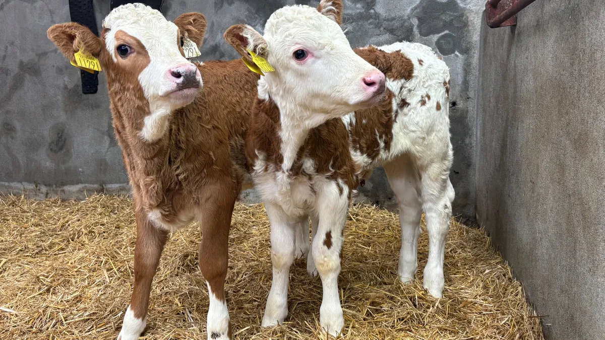 ⭐️ 2 Red Simmental Heifer Calves ⭐️ - Image 4