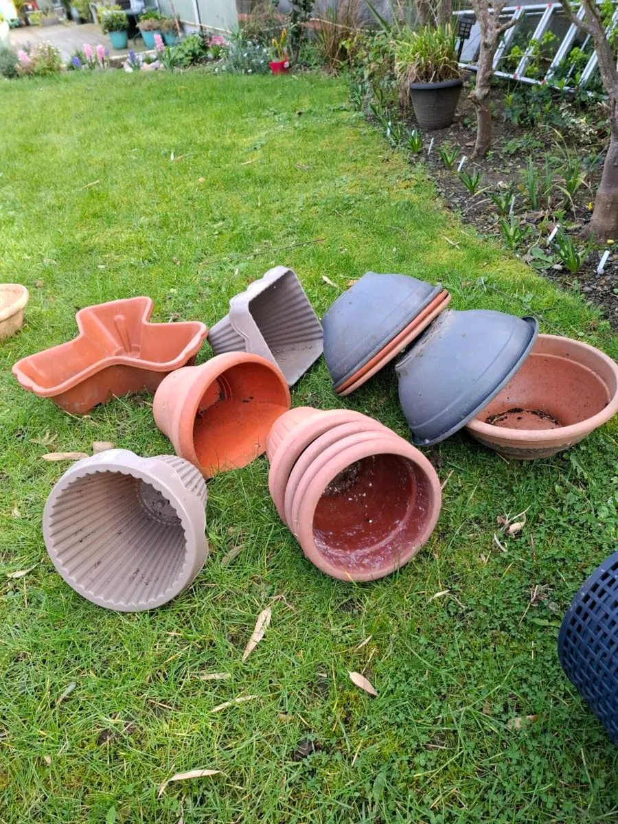 Plant Pots - Image 1