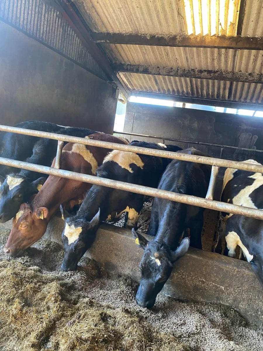 9 Friesian Bullocks - Image 1