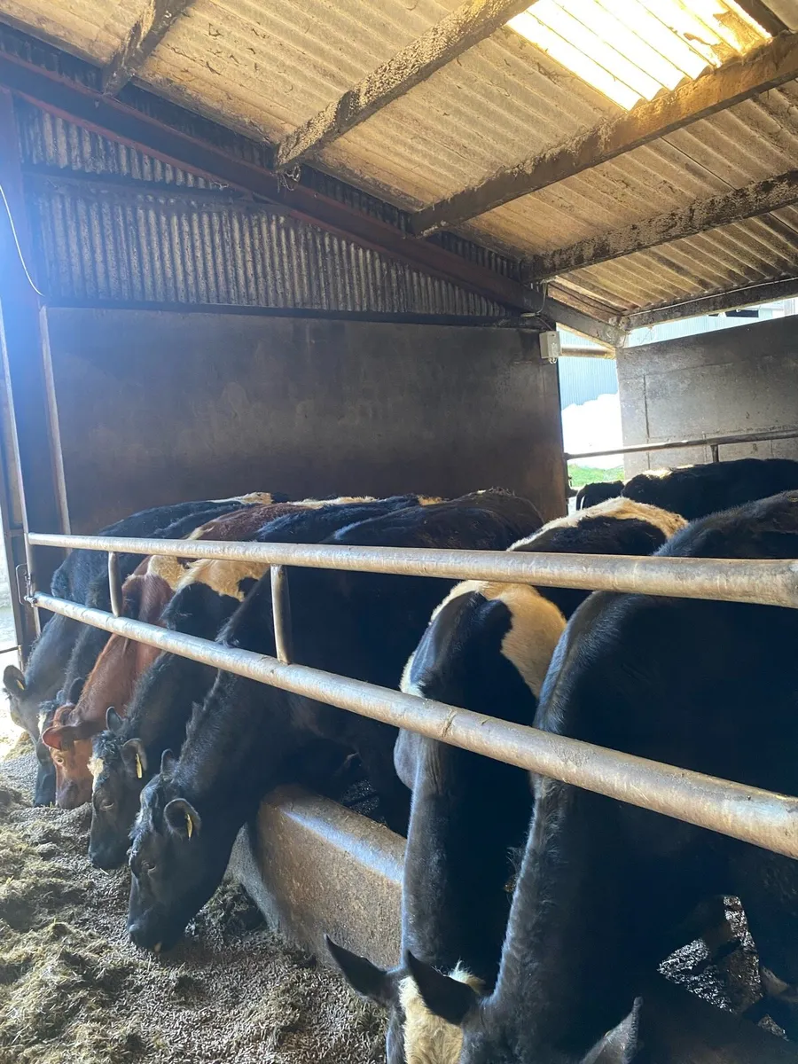 9 Friesian Bullocks - Image 2