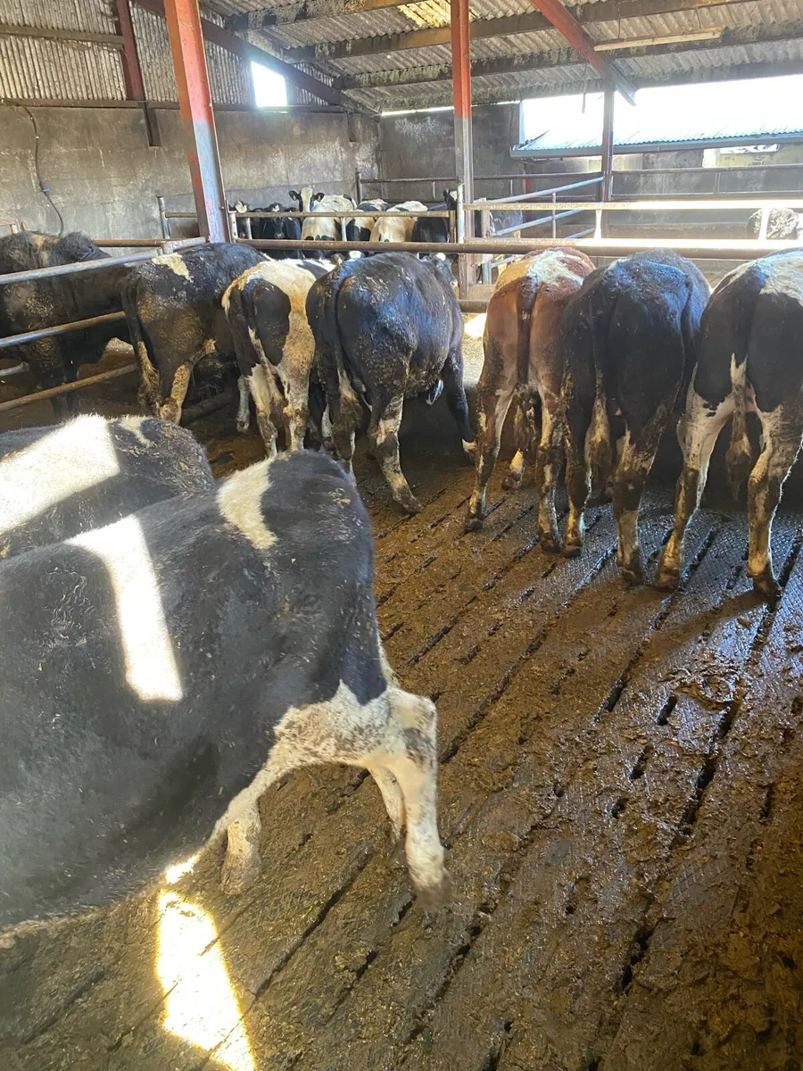 9 Friesian Bullocks - Image 3