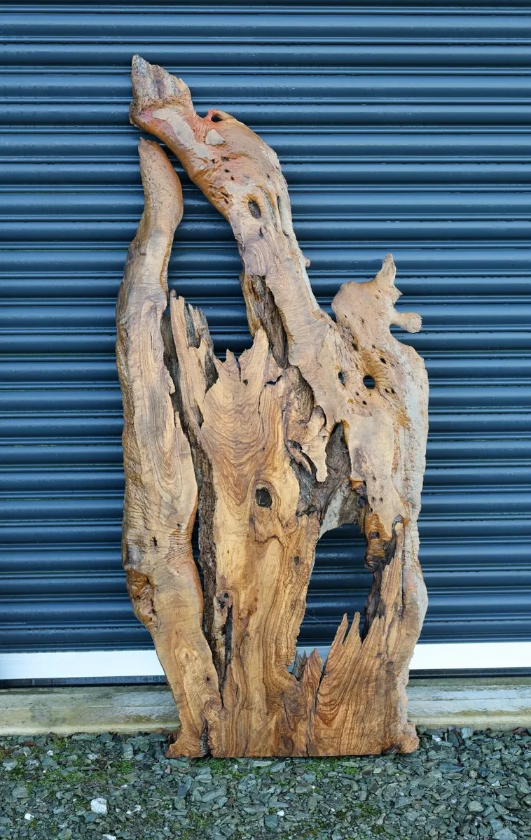 Century Old Turkish Olive Wood & Black Walnut slab - Image 4