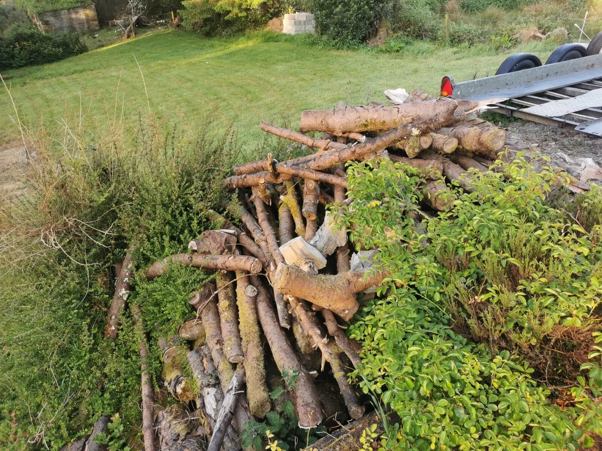 Affordable Tree Services - Image 3