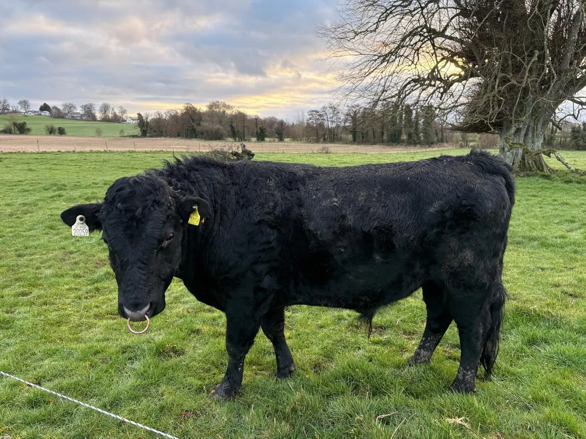 Pedigree Registered Organic Dexter bulls - Image 2