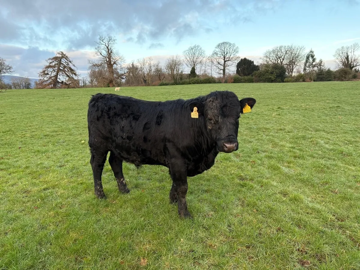Pedigree Registered Organic Dexter bulls - Image 1