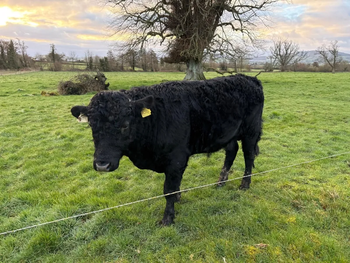 Pedigree Registered Organic Dexter bulls - Image 3