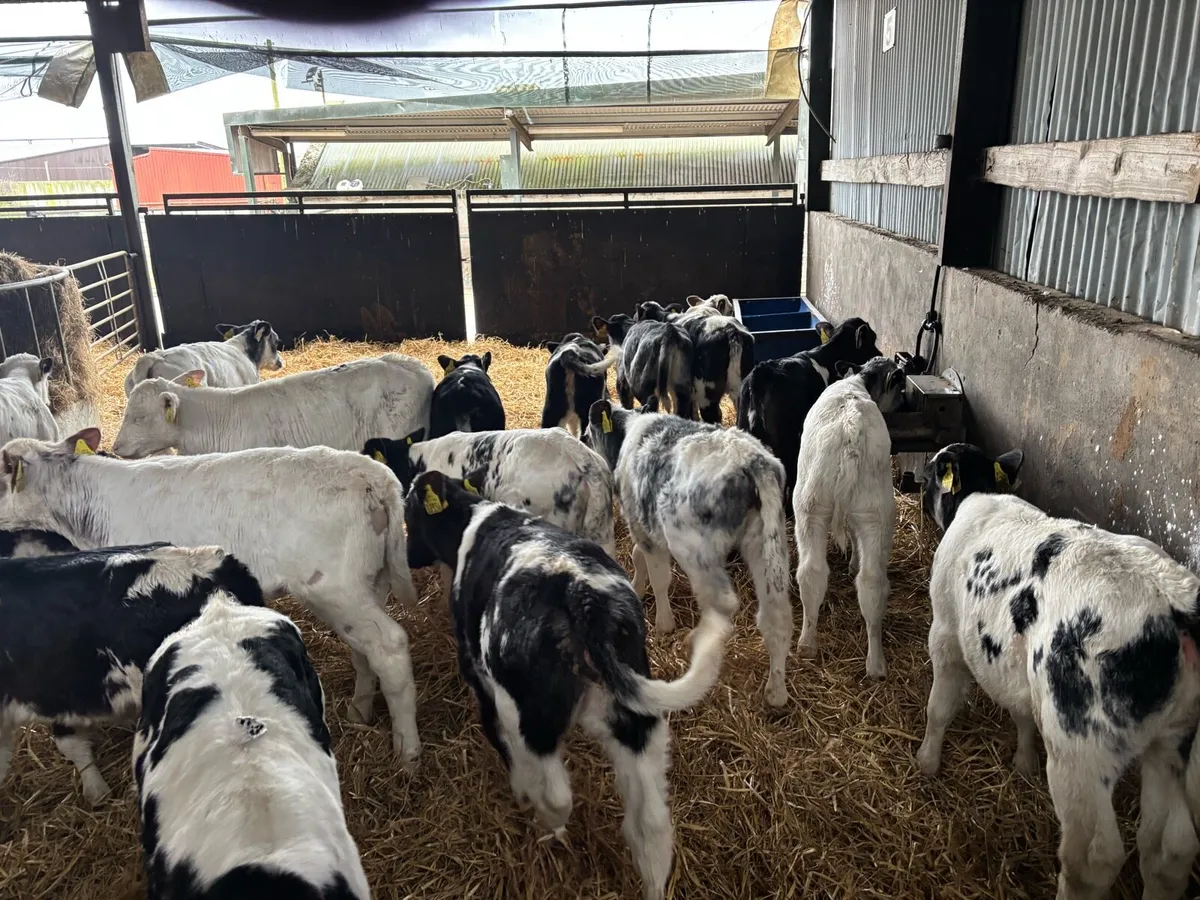 22 super strong Belgian blue heifers - Image 1