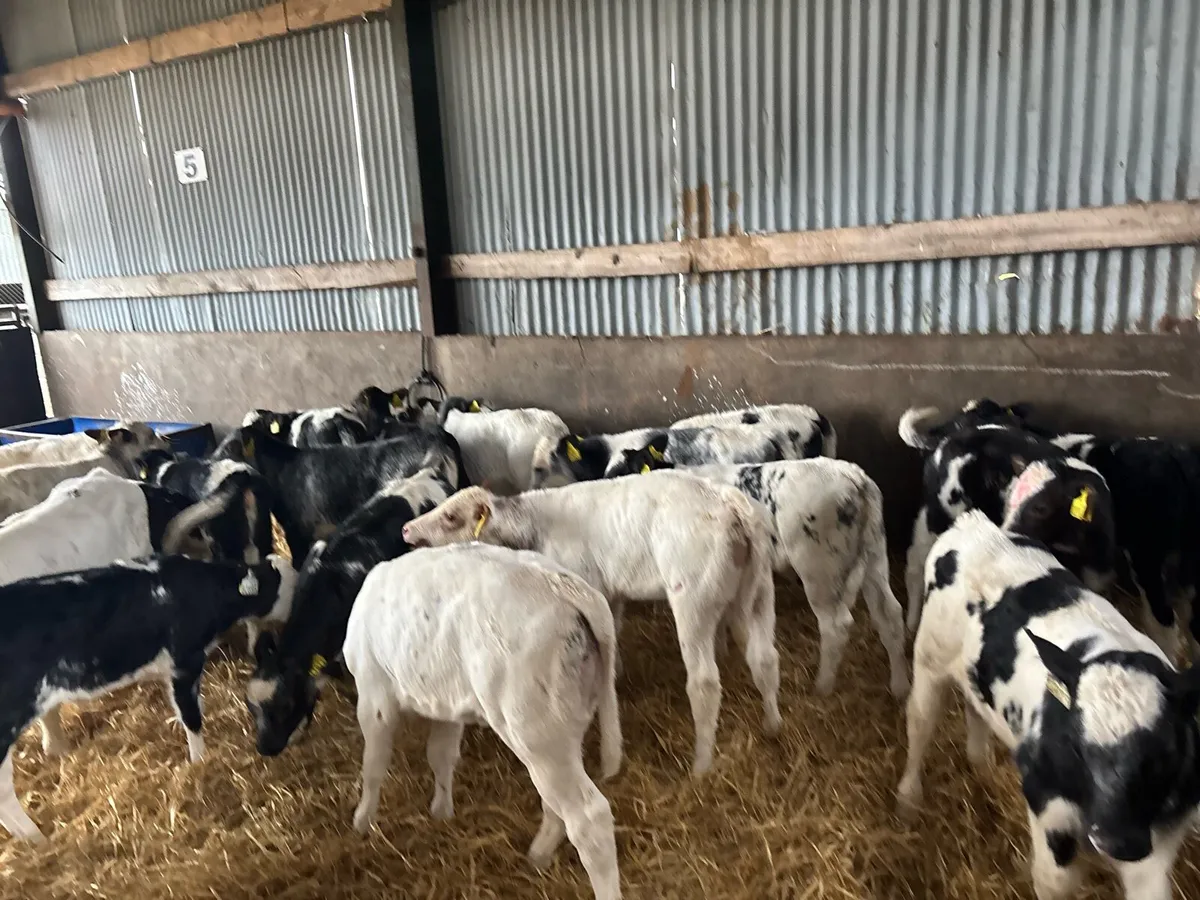 22 super strong Belgian blue heifers - Image 3