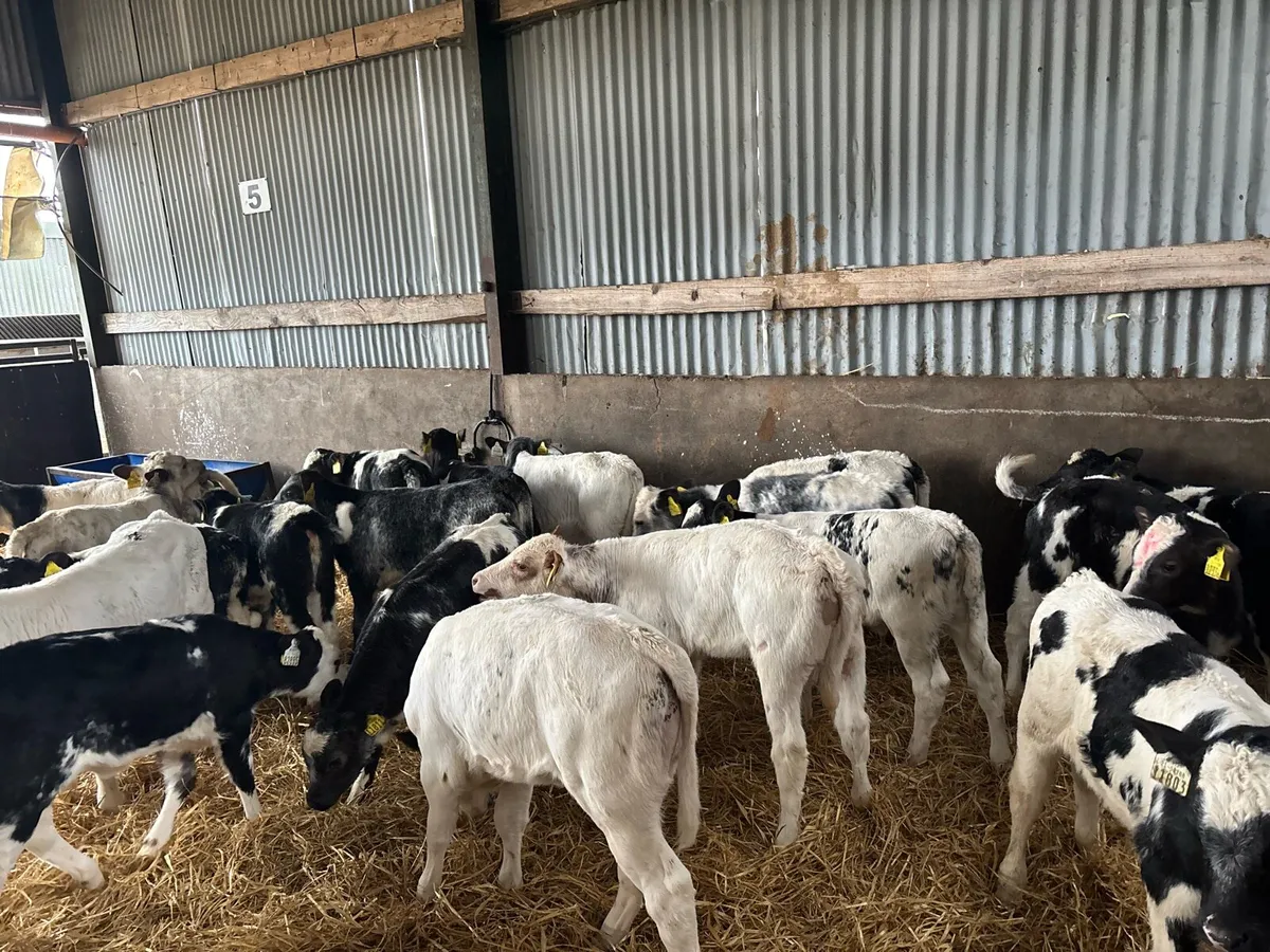 22 super strong Belgian blue heifers - Image 2