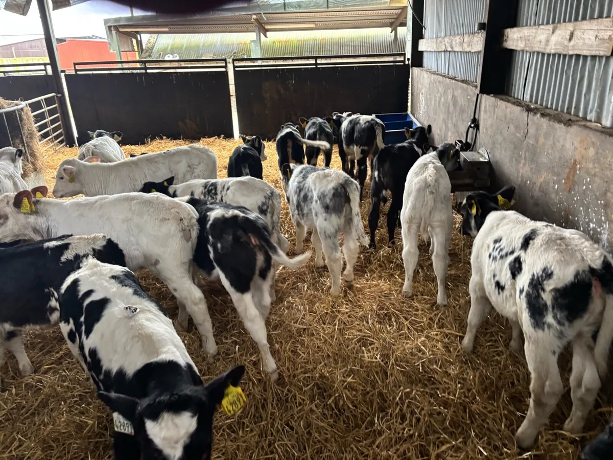22 super strong Belgian blue heifers - Image 4