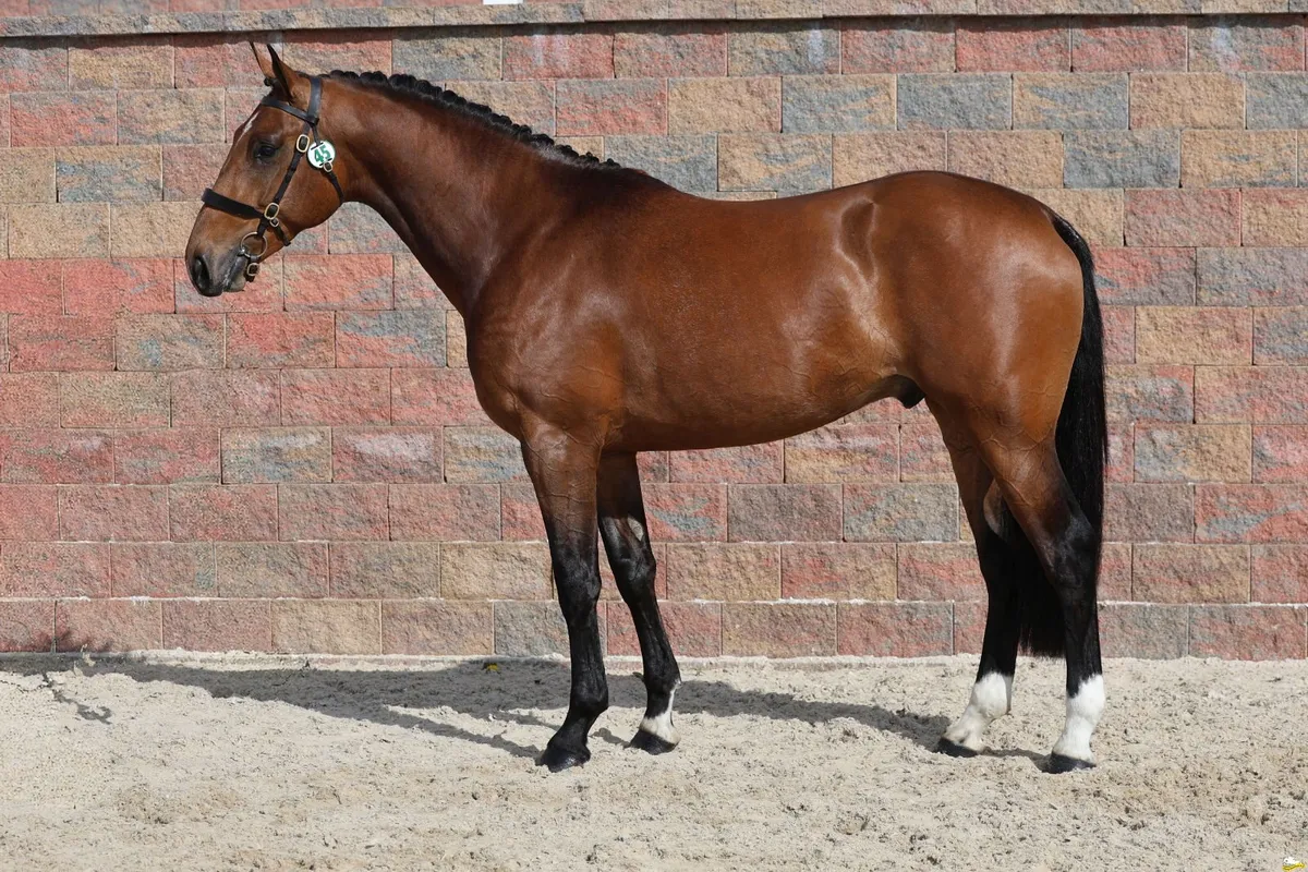 At Stud 2026 - Image 4