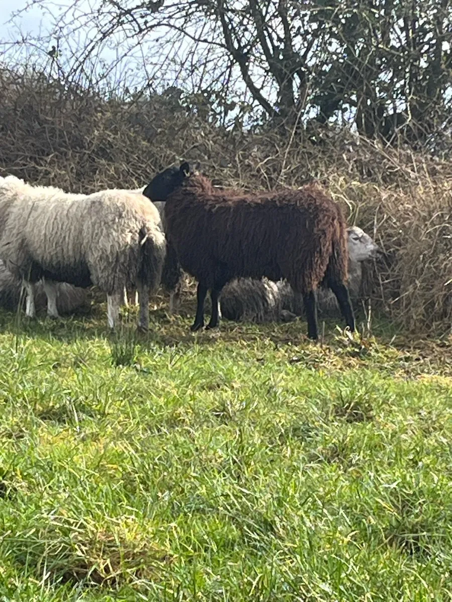 Strong breeding ewe hoggets - Image 2