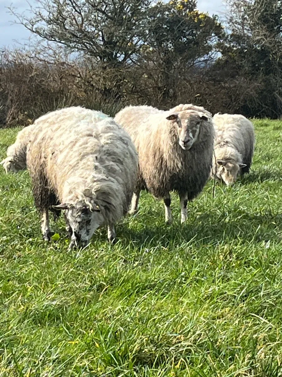 Strong breeding ewe hoggets - Image 1