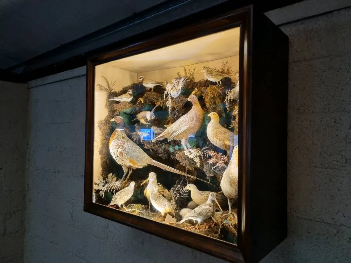 21 Bird Taxidermy Display  (Circa 1937) - Image 4