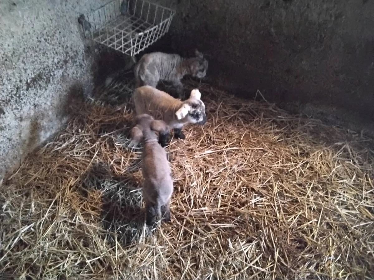 Lambs - Image 1