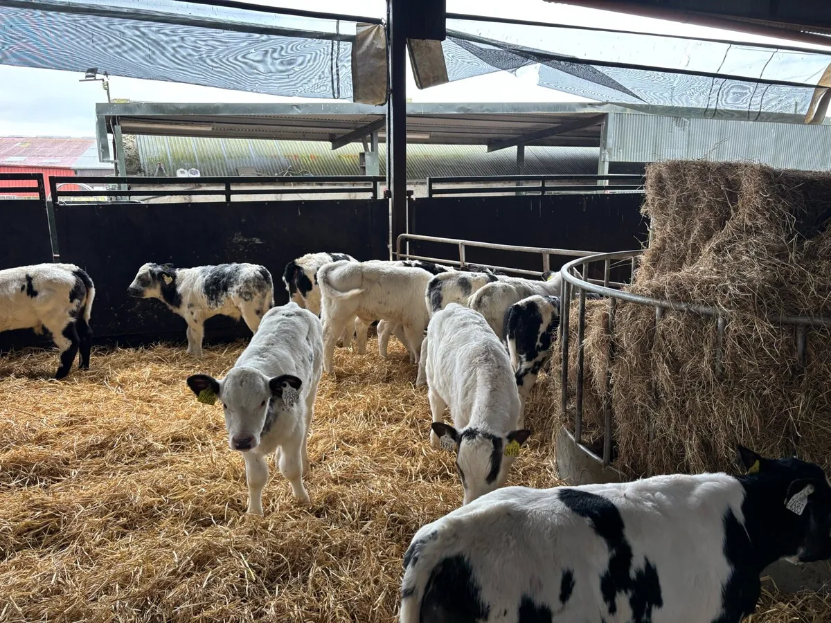 12 super reared Belgian blue bulls - Image 1