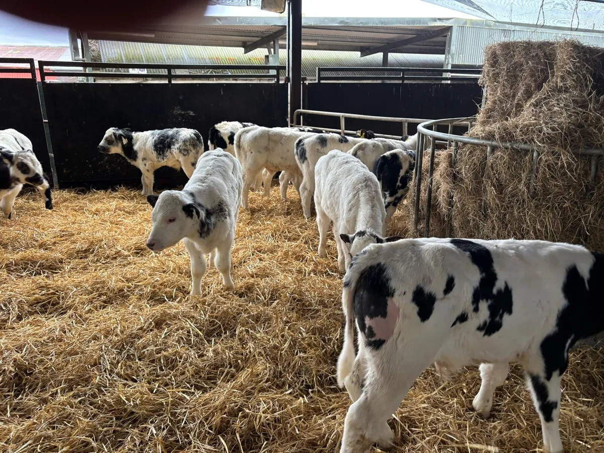 12 super reared Belgian blue bulls - Image 2